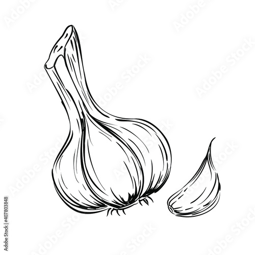 Hand drawn Garlic. Isolated vector illustration on white background.