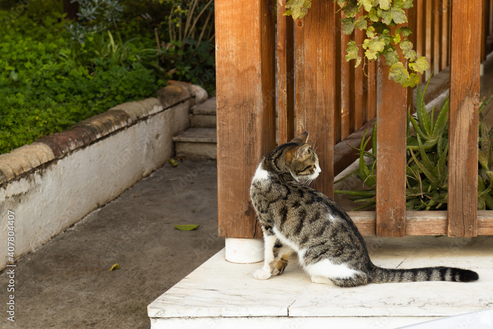 Obraz premium Beautiful grey, black and white cat looking behind