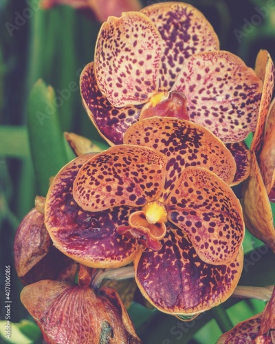 photo of artistic phaleanopsis orchids in the garden photo