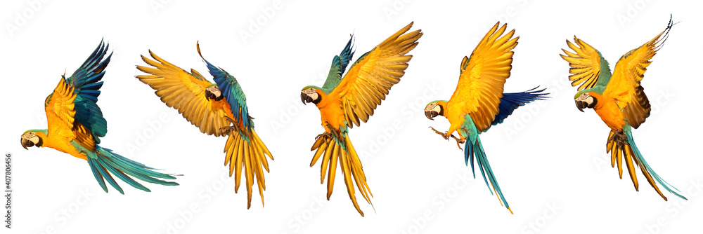 Set of Macaw parrot flying isolated on white background Set of Macaw parrot flying isolated on white background