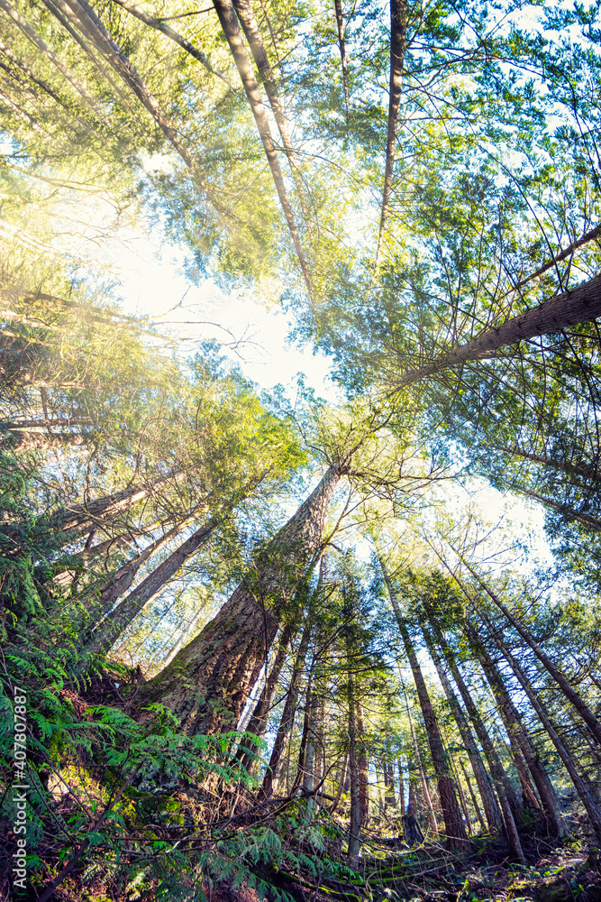 The lush and vibrant natural temperate rain forest of the Pacific North West on Bowen Island. Crayola beach stretches out over Howe Sound with a stunning sunset. The lush and vibrant natural temperate rain forest of the Pacific North West on Bowen Island. Crayola beach stretches out over Howe Sound with a stunning sunset.