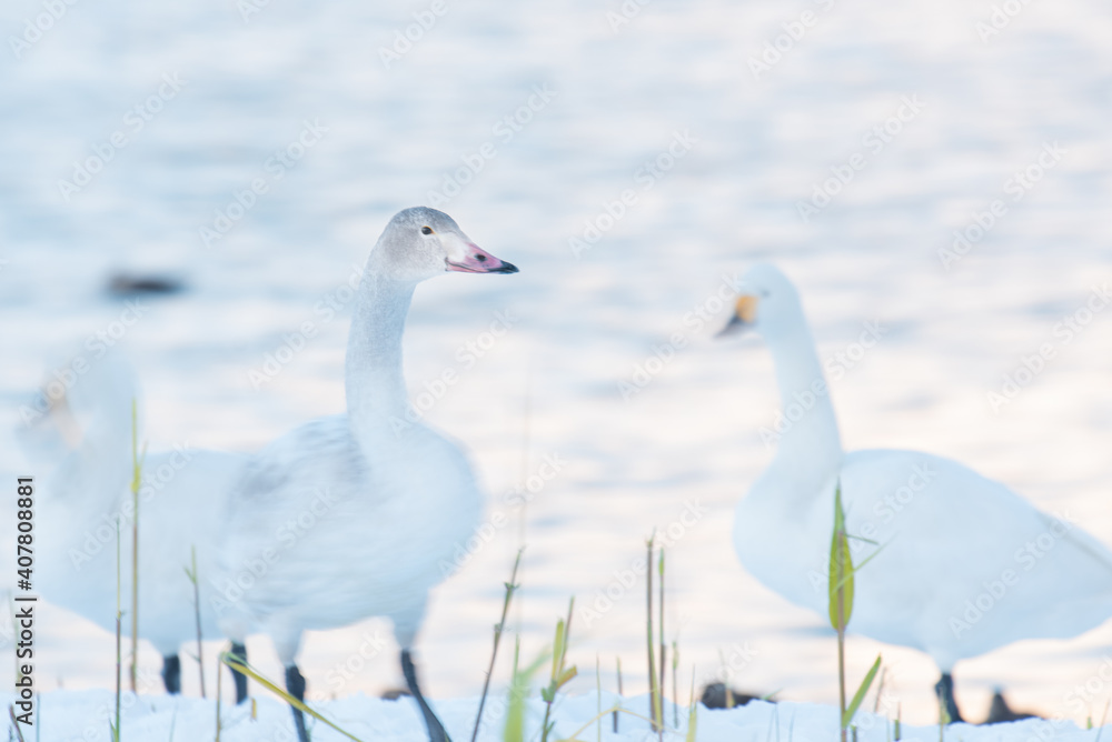 Obraz premium 白鳥の幼鳥はグレー色 