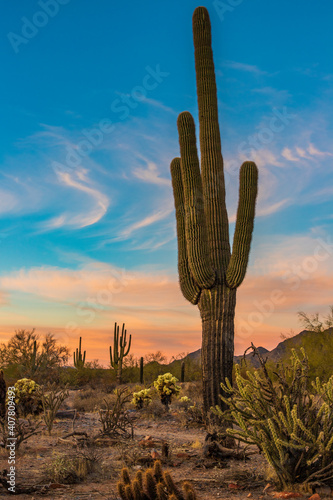 Sonoran Desert