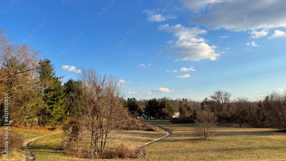 Beautiful Landscape shot of a Small Clearing Among Dense Trees Beautiful Landscape shot of a Small Clearing Among Dense Trees