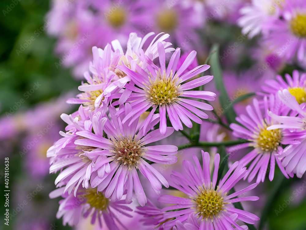Close up Marguerite Daisy flower. Close up Marguerite Daisy flower.