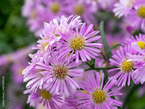 Close up Marguerite Daisy flower.