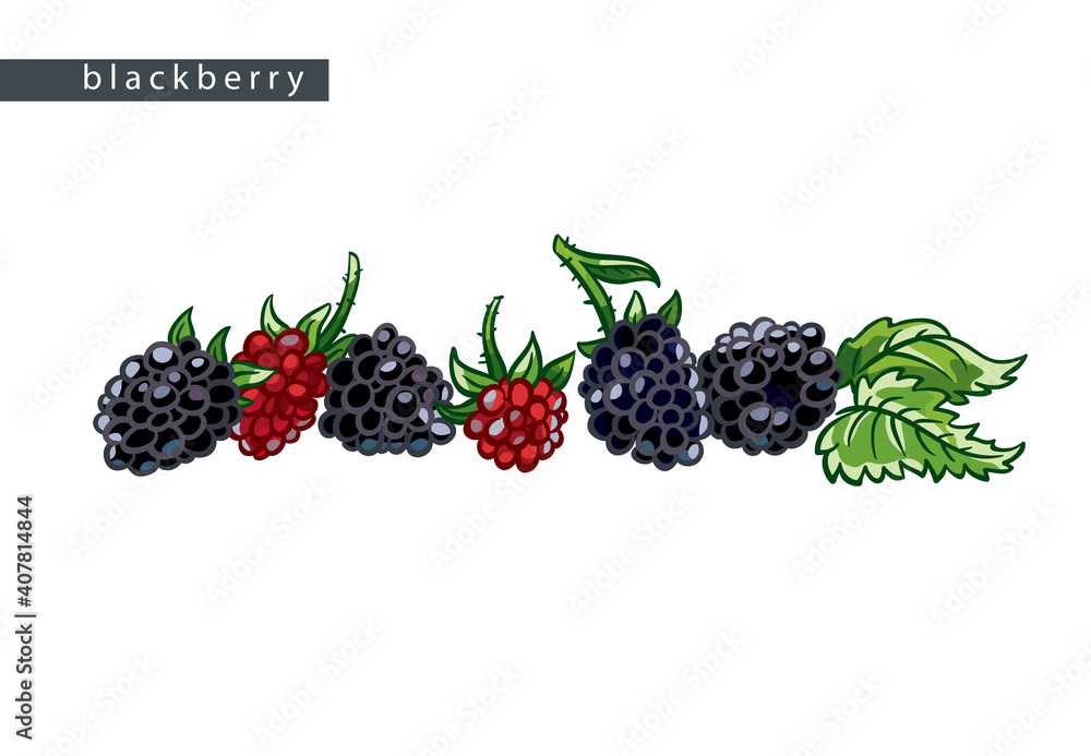 sketch_blackberry_six_berries sketch_blackberry_six_berries