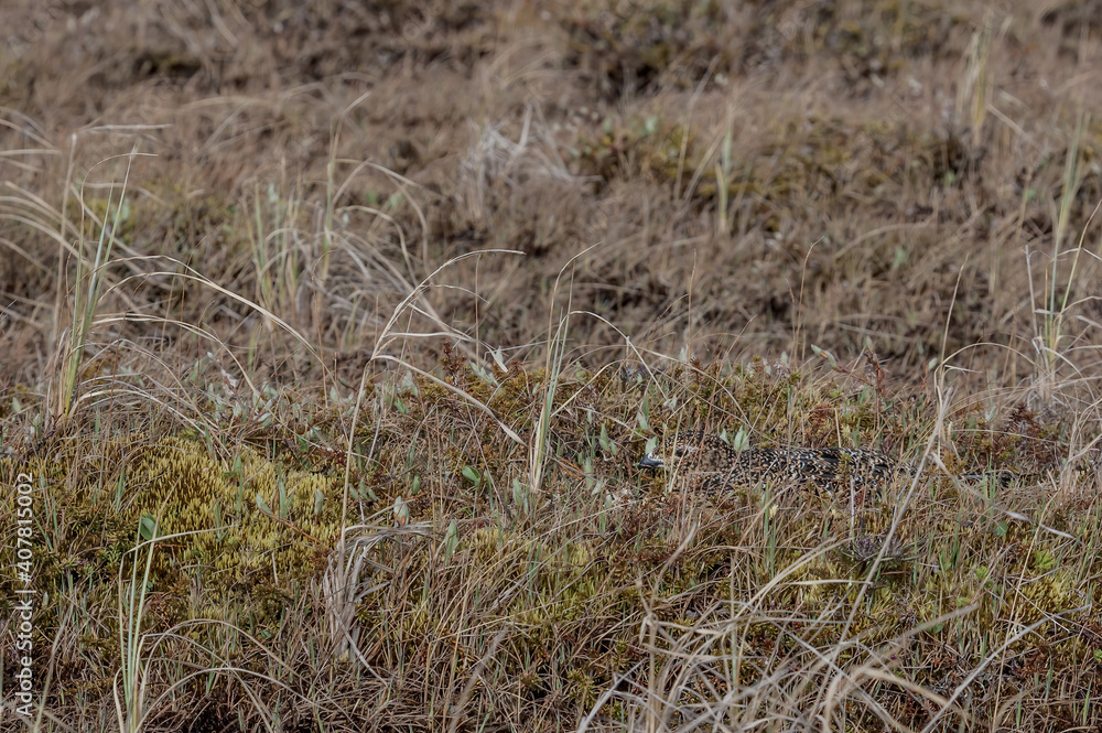 Obraz premium Willow Ptarmigan (Lagopus lagopus) hen at nest in Barents Sea coastal area, Russia