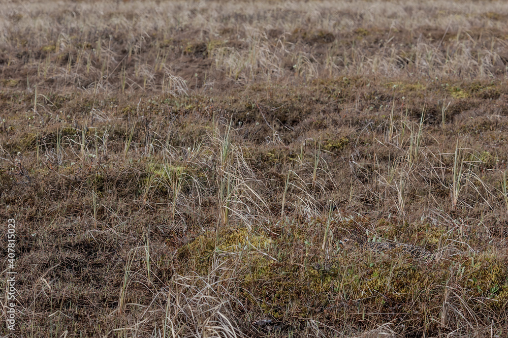 Obraz premium Willow Ptarmigan (Lagopus lagopus) hen at nest in Barents Sea coastal area, Russia