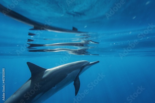 Swimming with Wild Spinner Dolphins in Hawaii  © EMMEFFCEE 