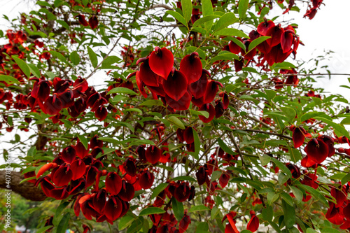Low angle shot of bright red flowers of erythrina crista-galli photo