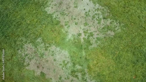 Wallpaper Mural Wet horses walking on a wet green pasture after rainfall Torontodigital.ca