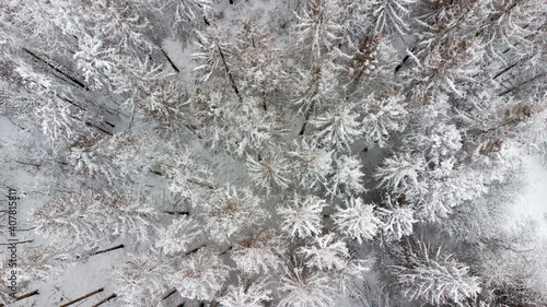 Forest in Siegerland, Middle Germany photo