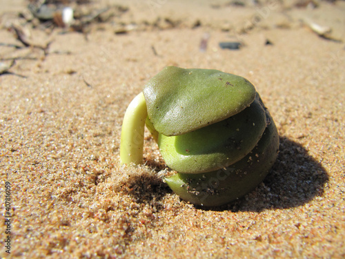 Close-up of a mangrove seedling