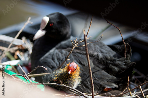 Taucherle Haubentaucher Blesshuhn Küken Vogel Seevogel Nest