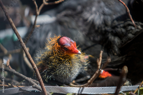 Taucherle Haubentaucher Blesshuhn Küken Vogel Seevogel Nest