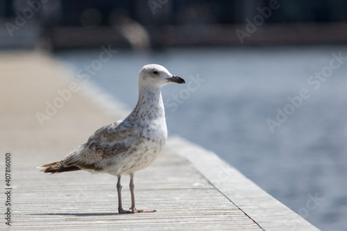 Möwe Möve Fliegen Vogel abheben Seevogel