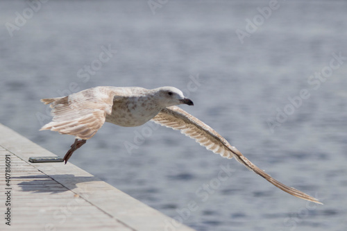 Möwe Fliegen Vogel abheben Seevogel