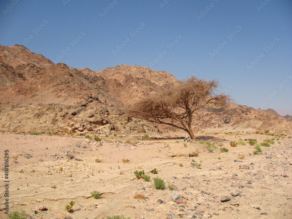 A dry Acacia tree in the south Sinai desert