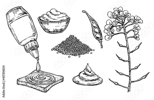 Mustard sauce in bowl vector drawing. Hand drawn food ingredient. Botanical flower branch and seed pile, seasoning in a bottle. Natural spice and flavor. For template label, packing design
