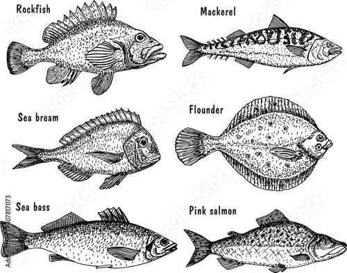Sea fish sketch set. Fishing. Hand drawn vector fish. Flounder, sea bass, salmon, mackerel.