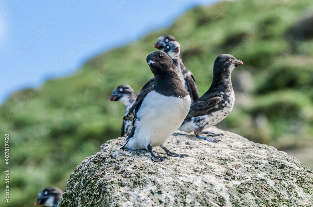 Fototapeta premium Dovekie (Alle alle) and Least Auklets (Aethia pusilla) at least auklet colony, St. George Island, Alaska, USA
