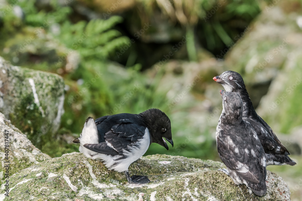 Obraz premium Dovekie (Alle alle) and Least Auklets (Aethia pusilla) at least auklet colony, St. George Island, Alaska, USA