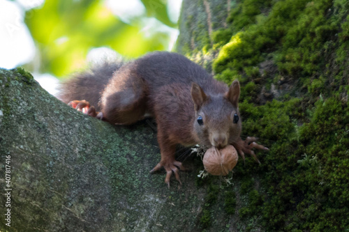 Eichhörnchen