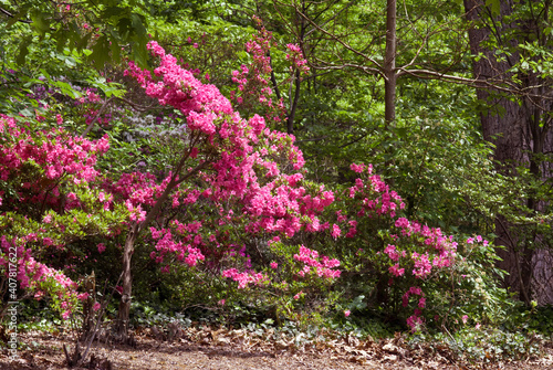 Fototapeta Naklejka Na Ścianę i Meble -  Azalea Mollis Hybrid (Rhododendron x mollis) in arboretum, Washington DC, USA