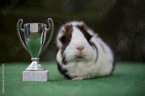 Meerscheinchen Show Pokal Tierschau