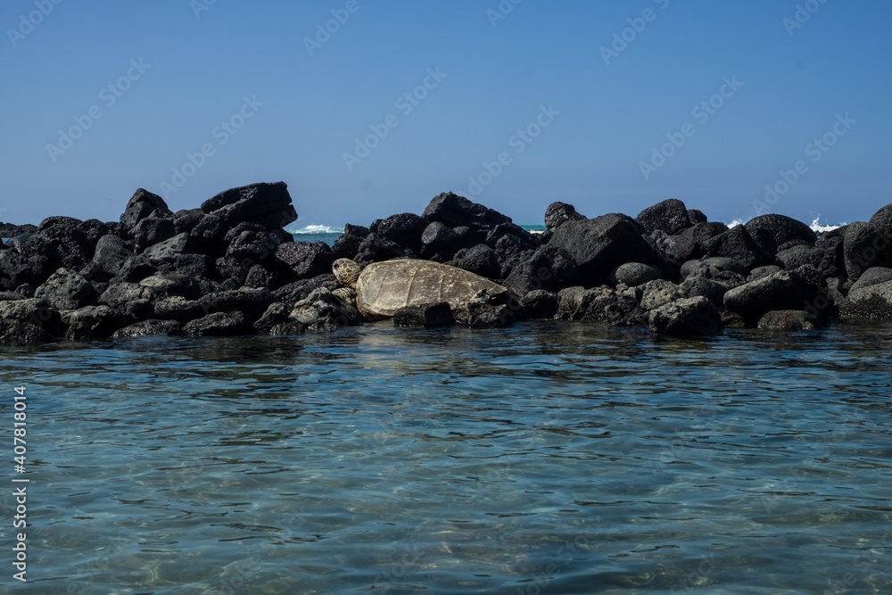 Turtle sunbathing on rocks.