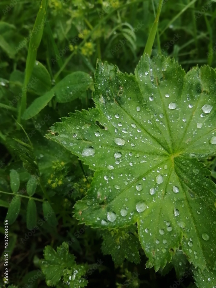 dew on a leaf dew on a leaf