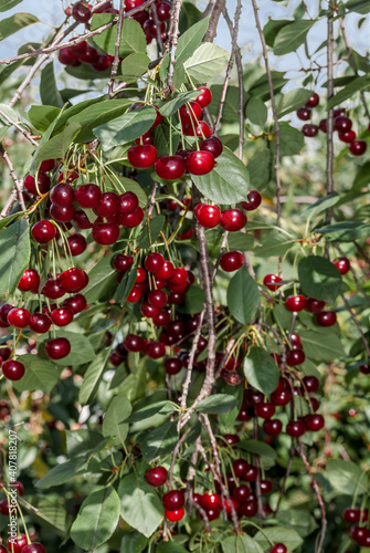 Fotografía Sour Cherry (Prunus cerasus) in orchard