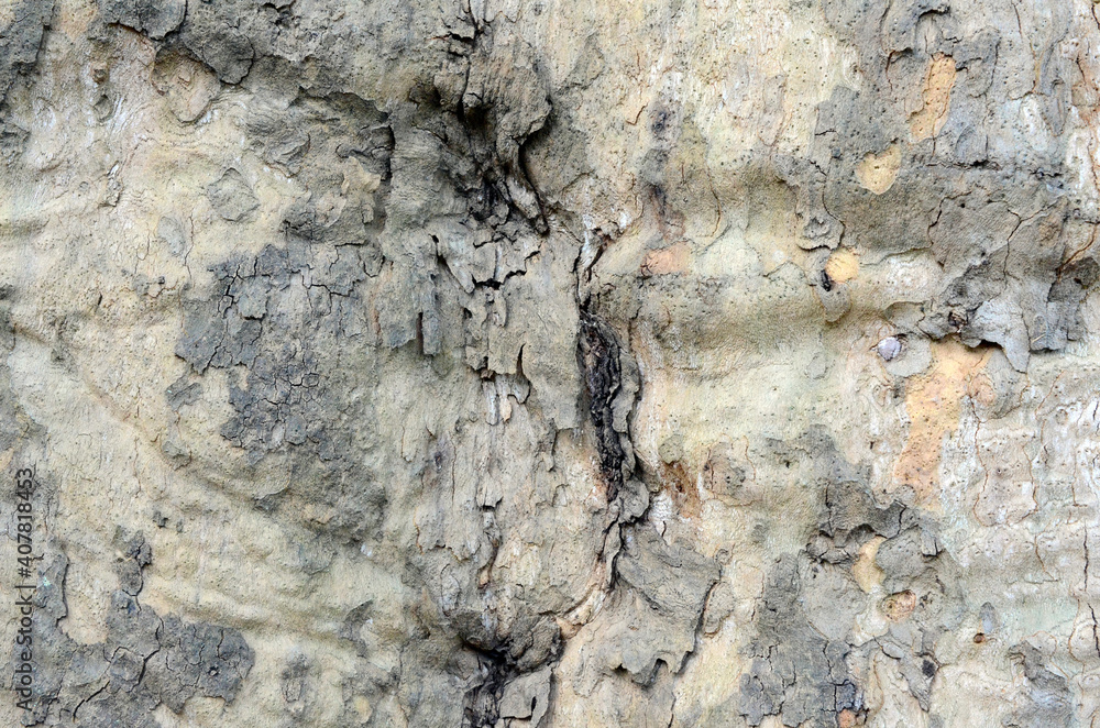 Fototapeta premium 幹の形