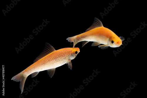 Nilem Bonylip barb fish Is a medium sized freshwater fish , isolated on black background photo