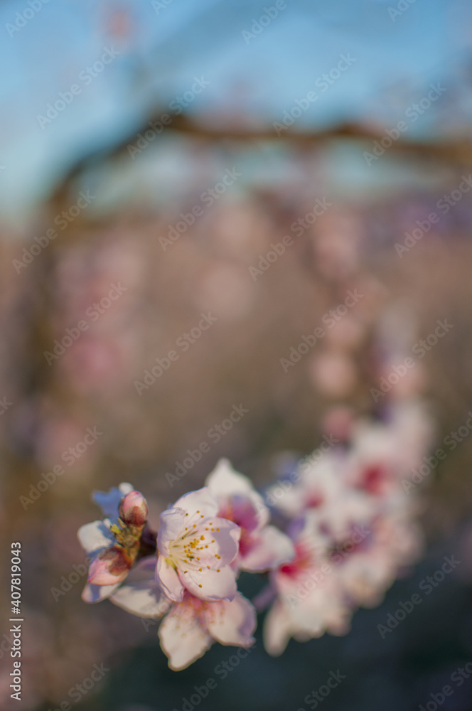 Vertical shot of the pink flowers of a blooming peach tree - obrazy, fototapety, plakaty 