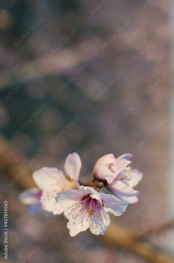 Vertical shot of blooming peach flowers on a branch of a tree - obrazy, fototapety, plakaty 
