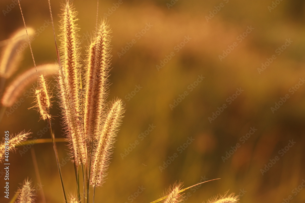 Close up Grass flowers on sunlight in the morning