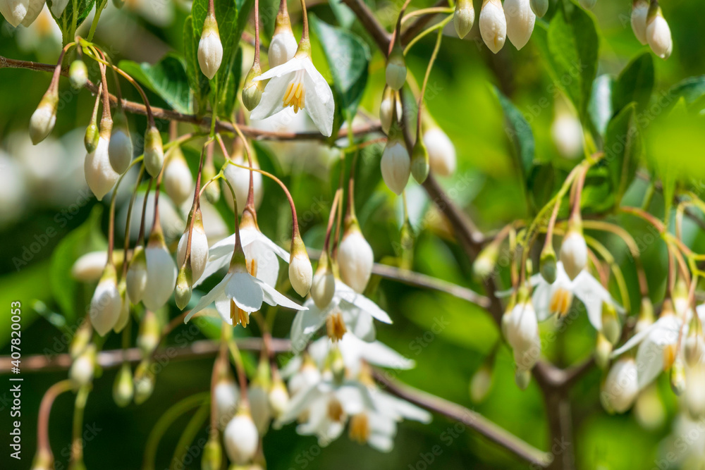 Obraz premium エゴノキの花