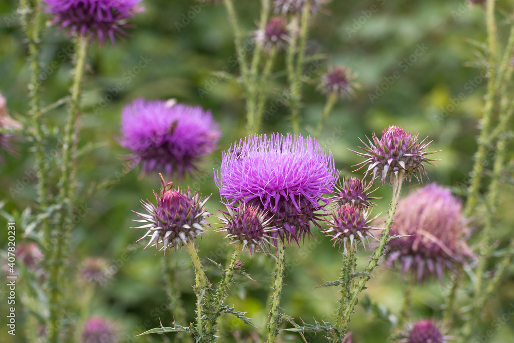 Bee collects pollen nectar on beautiful purple milk thistle flower plant, Silybum marianum, Natural green background with copy space, soft selective focus. Bee collects pollen nectar on beautiful purple milk thistle flower plant, Silybum marianum, Natural green background with copy space, soft selective focus.