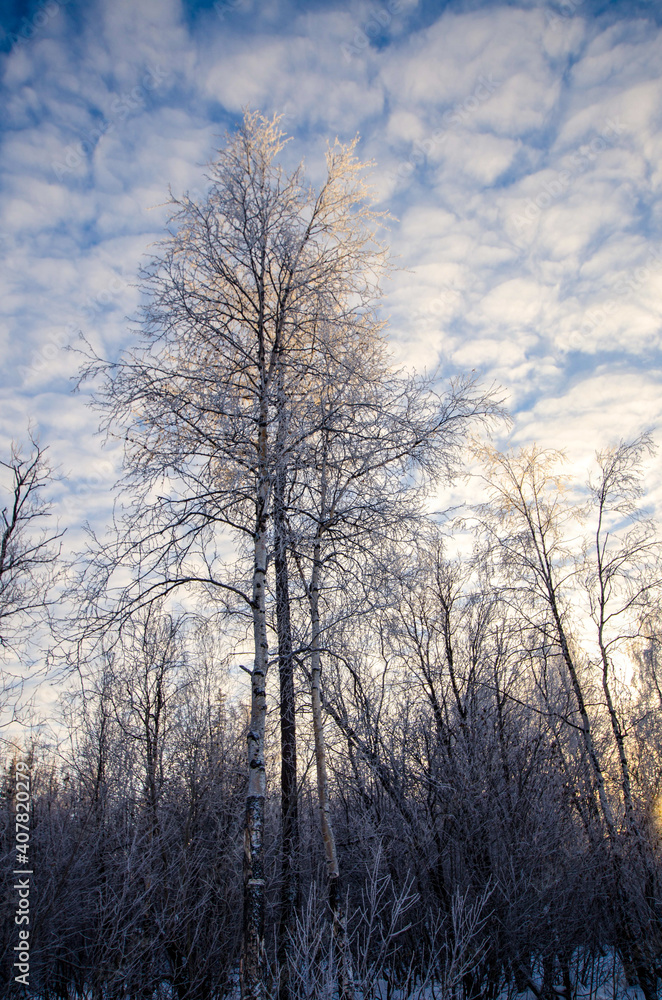 Winter forest, tall birch trees in the snow against a blue cloudy sky, landscape Winter forest, tall birch trees in the snow against a blue cloudy sky, landscape