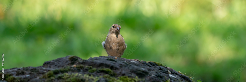 Panorama of a green and yellow songbird, Detailed Greenfinch standing on a big rock. In the background special green and yellow bokeh. Long cover, social media or banner Panorama of a green and yellow songbird, Detailed Greenfinch standing on a big rock. In the background special green and yellow bokeh. Long cover, social media or banner
