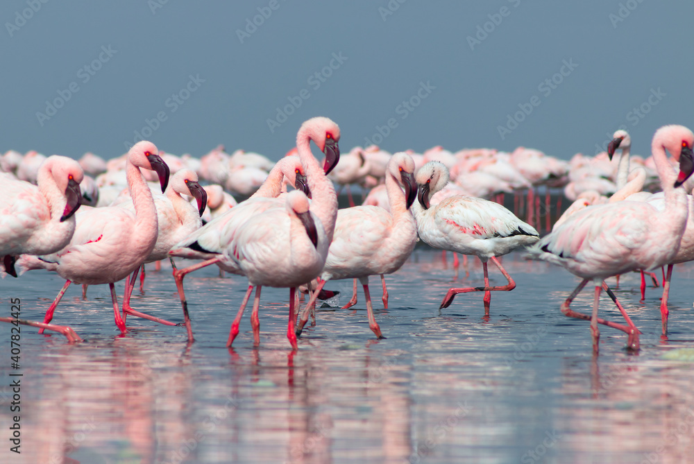 Close up of beautiful African flamingoes that are standing in still water with reflection