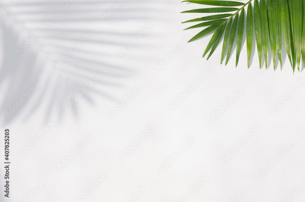 Obraz premium Tropical leaves is placed on a white canvas with part of the leaf layout and copy space.