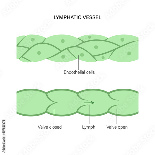 Lymphatic vessel concept