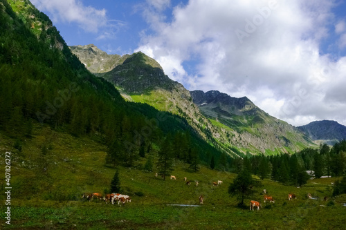 many cows on a meadow in green mountains while hiking