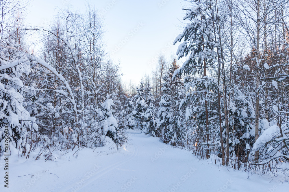 Obraz premium Ski track in a winter snowy forest. Russia