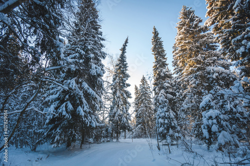 Ski track in a winter snowy forest. Russia