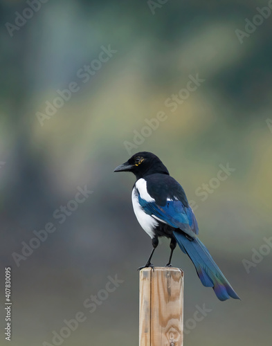 The Eurasian magpie or common magpie (Pica pica) is a resident breeding bird throughout the northern part of the Eurasian continent.