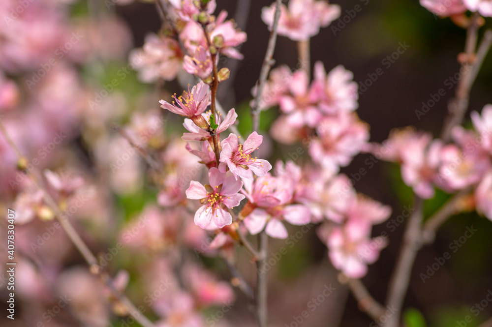 Prunus tenella dwarf Russian Almond pink flowers in bloom, beautiful ornamental plant in bloom Prunus tenella dwarf Russian Almond pink flowers in bloom, beautiful ornamental plant in bloom